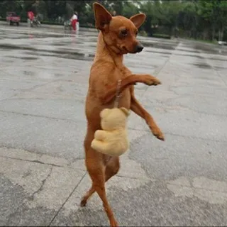 묻따방 🐕
