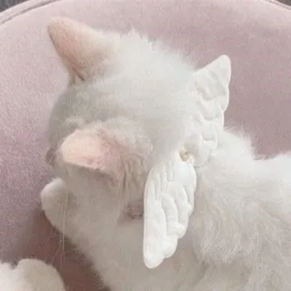 ꒱꒱ ᴄᴀᴛs ᴄᴏɴꜰᴇss