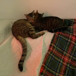 Пермские коты