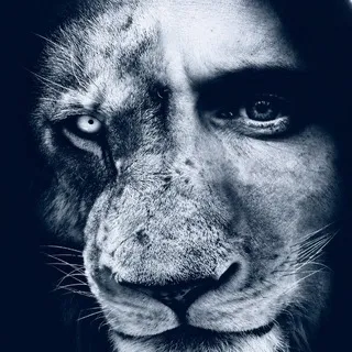 LION Media