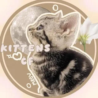Котятки кф/дейли