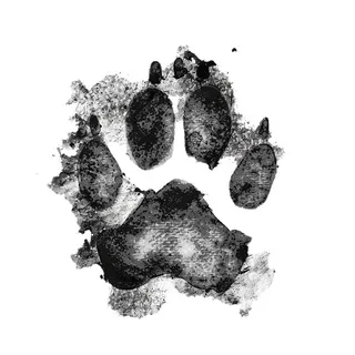 COPYPAWSTA🐾