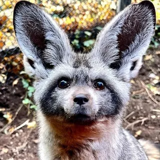 Хвост это подушка 🦊