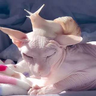 улитачке :333