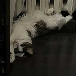 Лера Химера и 🐈