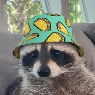 Waschbärige Memes