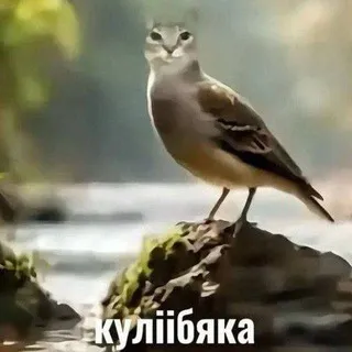 окси шалит
