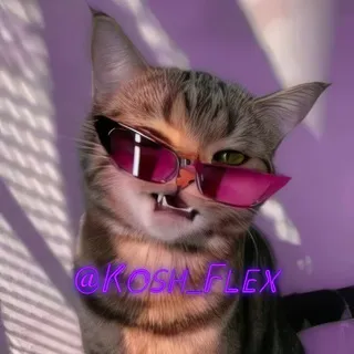 кошачий флекс