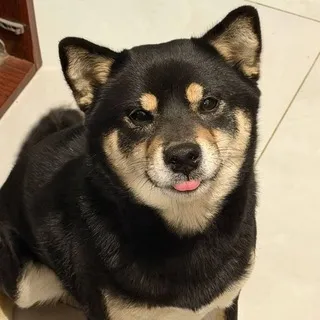 ㅤ宠物 | 𝗣𝗘𝗧𝗦 𝗖𝗙 + 𝗱𝗮𝗶𝗹𝘆 🐕