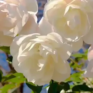 Отзовик ⊅ᴧя ⊅уши