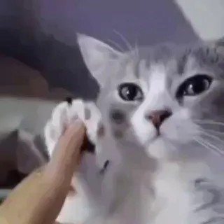 Котовое