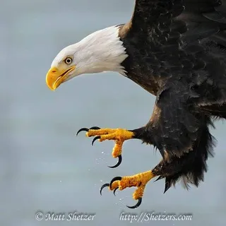 EAGLE TALQNS