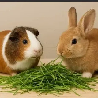 giunea pig and bunnys cf xD