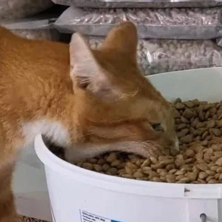 🍊Orange Cat Behaviour 🧡