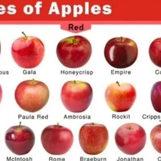 Cf Appel 🍎