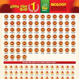 Negombo Paper Center (DM)