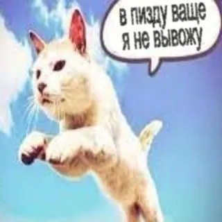 ПИКЧИ КОНФА 🌊