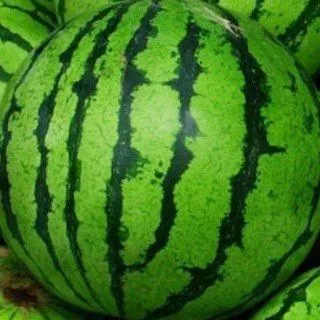 watermelon confession [🍉‼️]