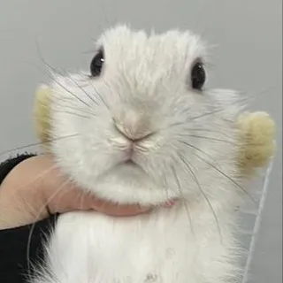 ашалеть