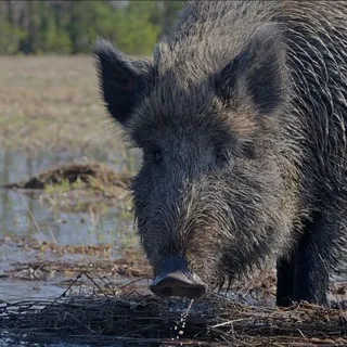 Вепревы Дети🐗🐗🐗