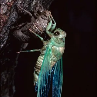 XCICADA/bugtrap