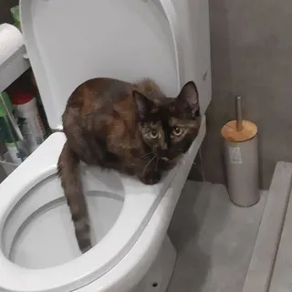 M6T7DORA