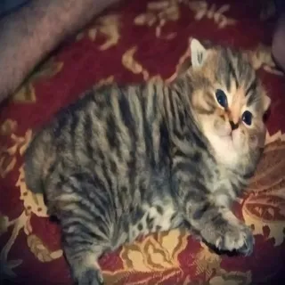 @ ДОМАШНИЕ ЖИВОТНЫЕ || CF