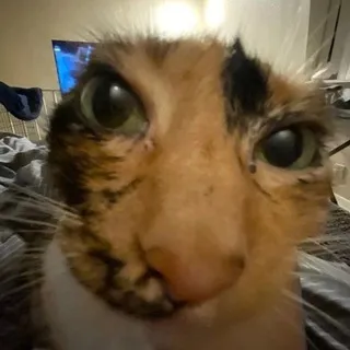 morubot