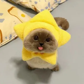 Team Lunar-Mew