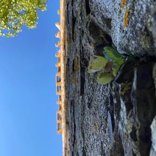 Todo Castroverde