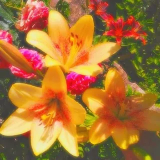 ⌗ 𝘁he 𝖣𝗂𝗀𝗂𝗍𝖺𝗅 𝗌𝗁𝗈𝗐 🐚🌺