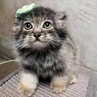 snow manuls daily + cf [ 🐈‍⬛❄️]