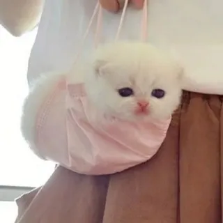 Заказ у Веты