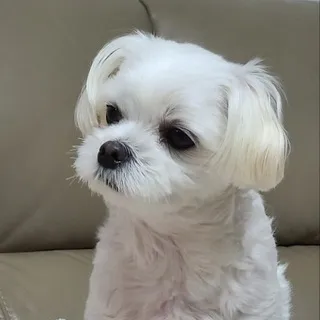 쫑이밥그릇팔아알트사기
