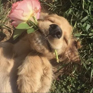 @ . 𝙔o̶̶u̶̶r ⏖ 𝗣𝗿𝙞𝗻𝗰𝗲 . ໑