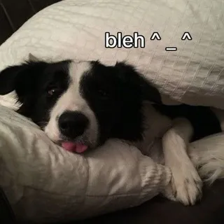 🐾 | Border Collie cf
