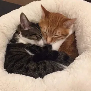 МЯУталити 🐾