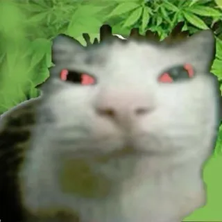 скалолапек💤