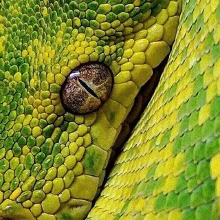 ʀᴇᴘтιʟᴇ coɴғᴇssιoɴ | 🐊