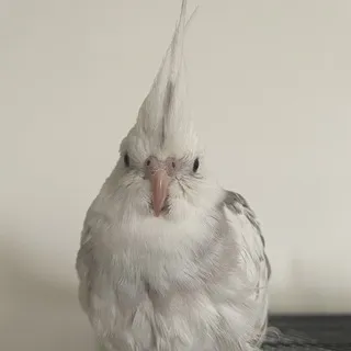 Bourbon's Appreciation Chat