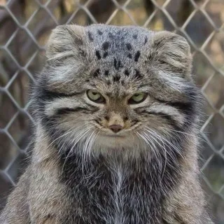 я уже убердозный