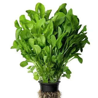 Rucola Price