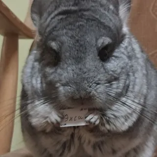 🌸 Сад Энси ᵖᶦᵒⁿᵉʳˢ