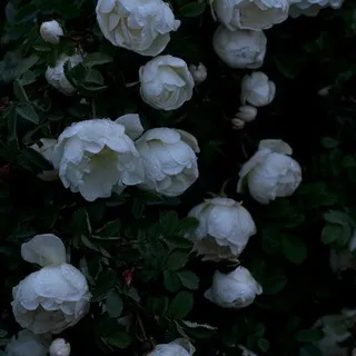 [•Anirk•]