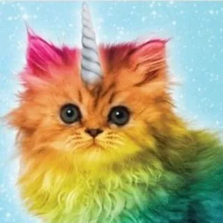 🍭🐱’SiLLy CATS CONFESSION ❤️