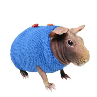 ✧.* guinea pigs daily [🐹🥒]