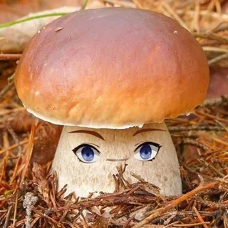 Черничный грибфилд