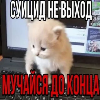 Бе-бе-бе | рест