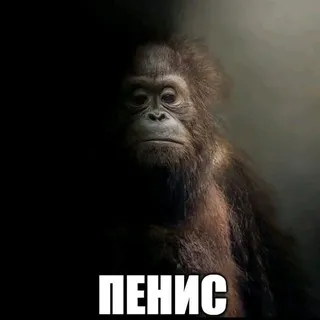 Помойка МакакИ