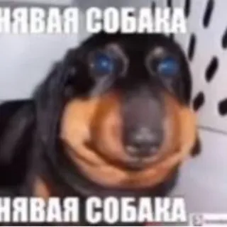 😇🙏💙почесать Дуську